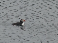 Norvège ; Hanoy - et Macareux