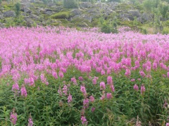 Norvège ; Myrland